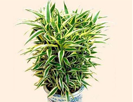鲜花/发财树